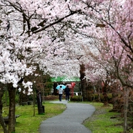 我が郷土に桜あり５