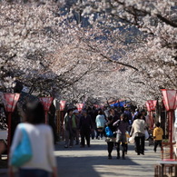 桜トンネル