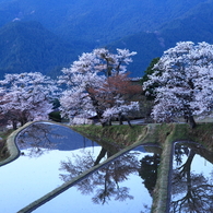 桜の写りこみ