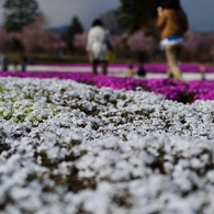 赤城南面芝桜１