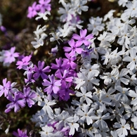 赤城南面芝桜２