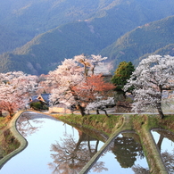 朝日が桜色を変える