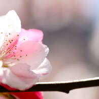 わたらせの花桃