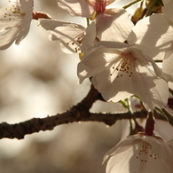 朝桜