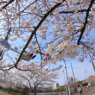見上げれば桜