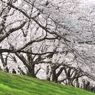 八幡淀川河川公園02