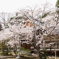 光明寺の桜