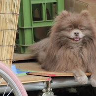 看板犬