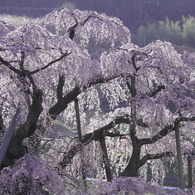 朝光を浴びて