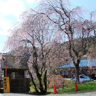 バス停の春の目印