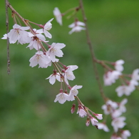 枝垂れ桜-2