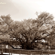 追憶の桜