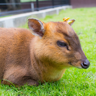 キョン