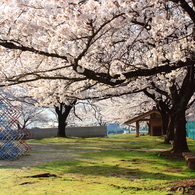 早朝、誰もいない公園で