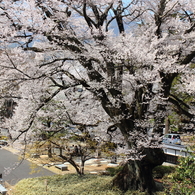 人々を見守る大桜
