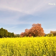 今年の桜も・・・