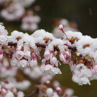 花弁に雪が