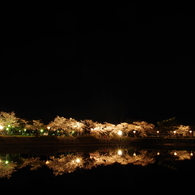 池端桜