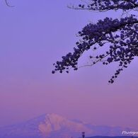 Sacred mountain and cherry tree