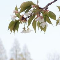 山桜十様　山桜3