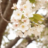 山桜十様　山桜7