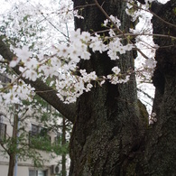 阿佐ヶ谷住宅