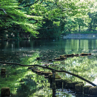 新緑の奥山三ツ池（中池）