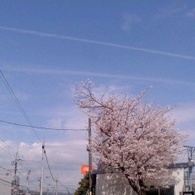 桜と飛行機雲