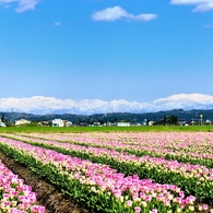 爽快♪　立山連峰とチューリップ畑