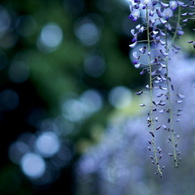 藤の花