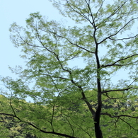ぼく