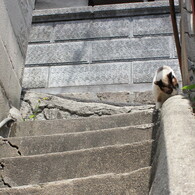 見上げると猫