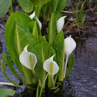 水芭蕉