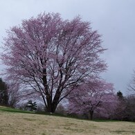 大山桜・堂々
