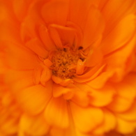 marigold