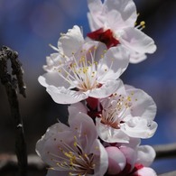 桜みたいな梅花