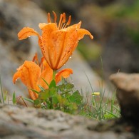 雨降って、スカシユリ