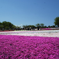 秩父　芝桜の丘