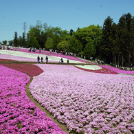 秩父　芝桜の丘