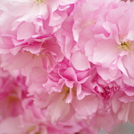 八重の桜-4