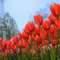 Tulip N°1