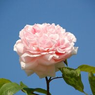 バラ