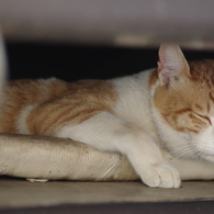 屋根裏のペットな昼寝猫
