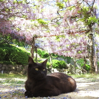 尾道猫43