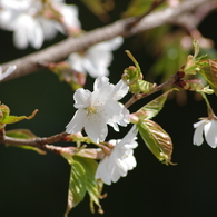 真っ白な山桜-2