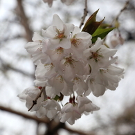 モリオカシダレ - 「法華寺」