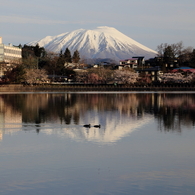 高松の池「水鳥」