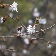 可憐に山桜