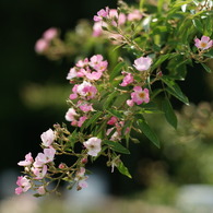 バレリーナ (Rosa 'Ballerina')