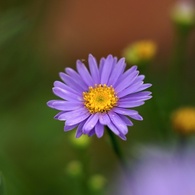 道端の華